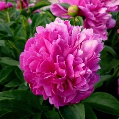 Пион ФЕЛИКС КРАУССЕ травянистый  Пион ФЕЛИКС КРАУССЕ травянистый в Волжском