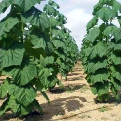 Павлония ПАО ТОГН Z07 — описание сорта Павлония ПАО ТОГН Z07 в Волжском