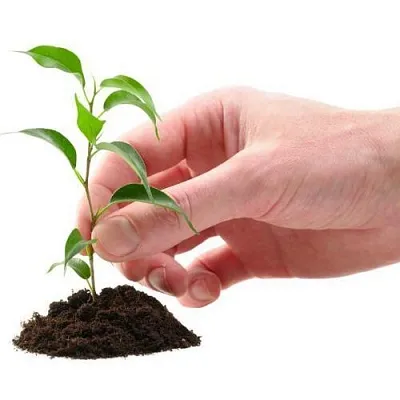 Саженцы в Волжском