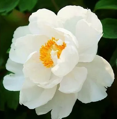 Пион ЛЕТНИЙ ДВОРЕЦ древовидный  Пион ЛЕТНИЙ ДВОРЕЦ древовидный в Волжском