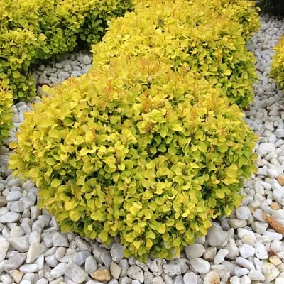 Барбарис БОНАНЗА ГОЛД тунберга  Барбарис БОНАНЗА ГОЛД тунберга в Волжском