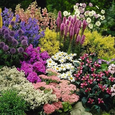 Многолетние растения в Волжском