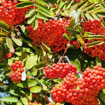 Рябина СОРБИНКА сладкоплодная в Волжском