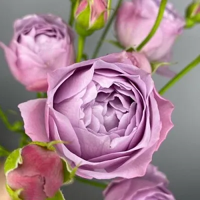 Саженцы роз ЛАВЕНДЕР БАБЛС спрей  Саженцы роз ЛАВЕНДЕР БАБЛС спрей в Волжском