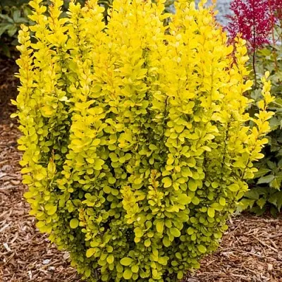 Барбарис ГОЛДЕН ТОРЧ тунберга  Барбарис ГОЛДЕН ТОРЧ тунберга в Волжском