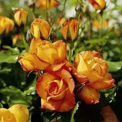 Саженцы роз САХАРА плетистая  Саженцы роз САХАРА плетистая в Волжском