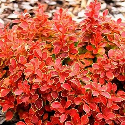 Барбарис КОРАЛ тунберга  Барбарис КОРАЛ тунберга в Волжском