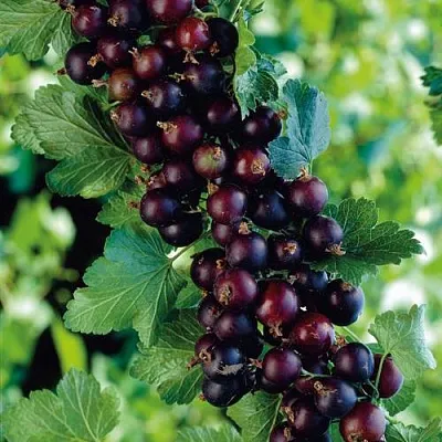 Йошта в Волжском