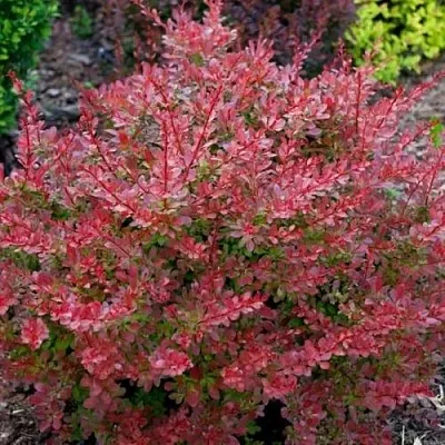 Барбарис ГОЛДЕН РИНГ тунберга  Барбарис ГОЛДЕН РИНГ тунберга в Волжском