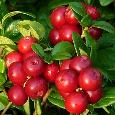 Клюква в Волжском