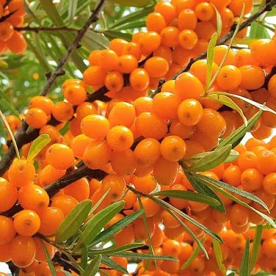 Облепиха в Волжском