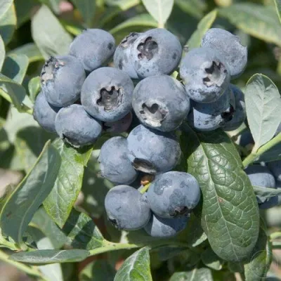 Голубика БРИГИТТА — описание сорта Голубика БРИГИТТА в Волжском