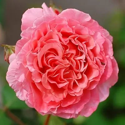 Саженцы роз ЛОРАН КАБРОЛЬ шраб  Саженцы роз ЛОРАН КАБРОЛЬ шраб в Волжском