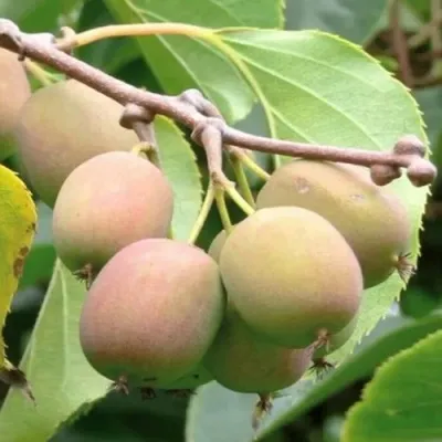 Актинидия ГИБРИДНАЯ КОЛБАСИНОЙ в Волжском