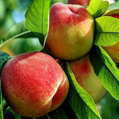 Персик в Волжском