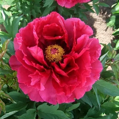 Пион КРАСНЫЙ ГИГАНТ древовидный  Пион КРАСНЫЙ ГИГАНТ древовидный в Волжском