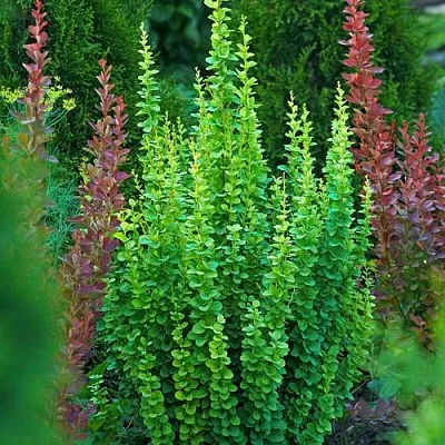 Барбарис ЭРЕКТА тунберга  Барбарис ЭРЕКТА тунберга в Волжском