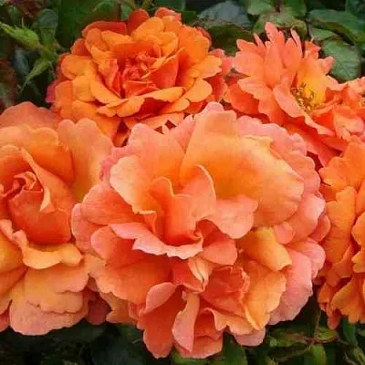 Саженцы роз БРИДЖ ОФ САЙЗ плетистая  Саженцы роз БРИДЖ ОФ САЙЗ плетистая в Волжском