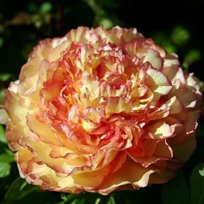 Пион ЗОЛОТАЯ РОССЫПЬ древовидный  Пион ЗОЛОТАЯ РОССЫПЬ древовидный в Волжском