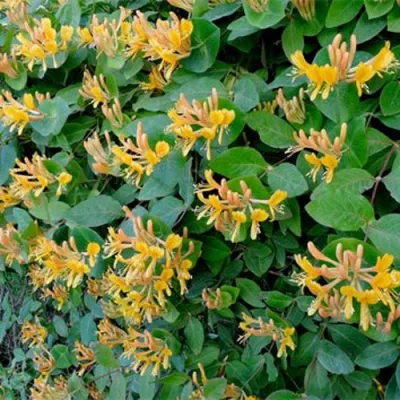 Жимолость ТЕЛЬМАНА в Волжском