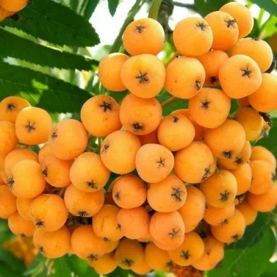 Рябина НЕВЕЖИНСКАЯ ЖЕЛТАЯ сладкоплодная в Волжском