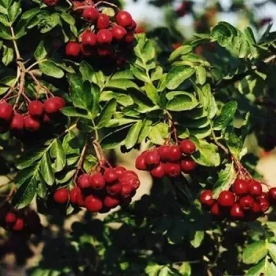 Рябина РУБИНОВАЯ сладкоплодная в Волжском