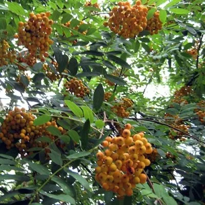 Рябина НЕВЕЖИНСКАЯ ЖЕЛТАЯ сладкоплодная в Волжском