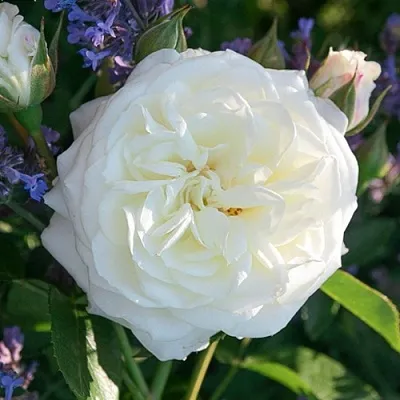 Саженцы роз АЛАБАСТЕР флорибунда  Саженцы роз АЛАБАСТЕР флорибунда в Волжском