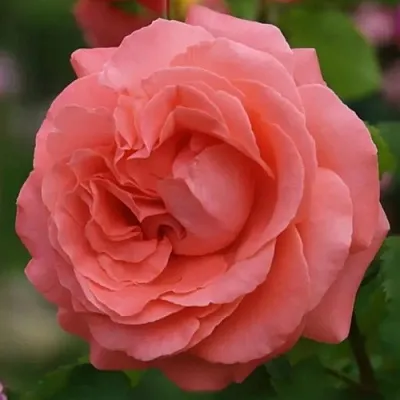 Саженцы роз ДИДИ БРИДЖУОТЕР плетистая  Саженцы роз ДИДИ БРИДЖУОТЕР плетистая в Волжском