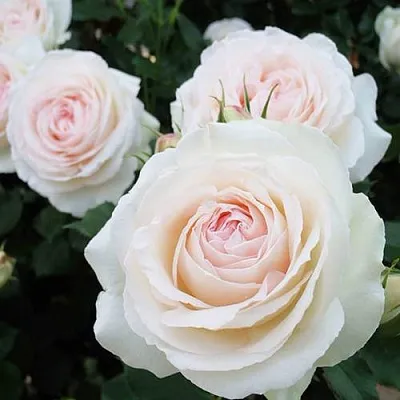 Саженцы роз ПАЛЕ РОЯЛЬ плетистая  Саженцы роз ПАЛЕ РОЯЛЬ плетистая в Волжском