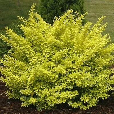 Барбарис АУРЕА тунберга  Барбарис АУРЕА тунберга в Волжском