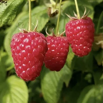 Малина МАПЕМА   Малина МАПЕМА  в Волжском