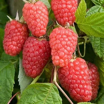 Малина КАСКАД ДЕЛАЙТ  Малина КАСКАД ДЕЛАЙТ в Волжском