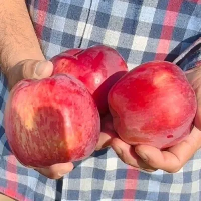 Яблоня ПАМЯТЬ КОВАЛЕНКО в Волжском