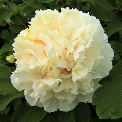 Пион НЕЖНЫЙ ГОЛОС древовидный  Пион НЕЖНЫЙ ГОЛОС древовидный в Волжском