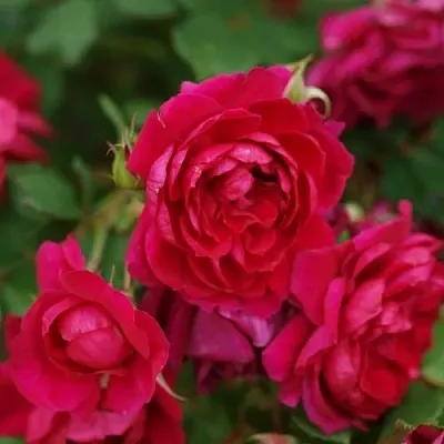 Саженцы роз КВАДРА плетистая  Саженцы роз КВАДРА плетистая в Волжском