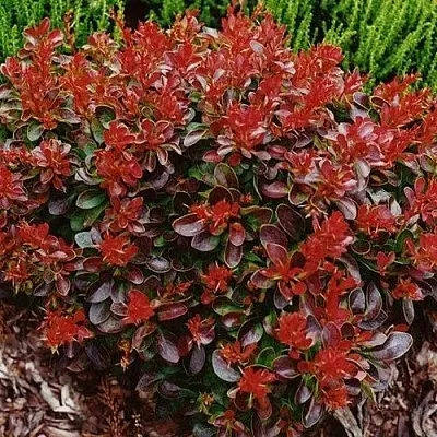 Барбарис КАРМЕН тунберга  Барбарис КАРМЕН тунберга в Волжском