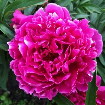 Пион КАРЛ РОЗЕНФЕЛЬД травянистый  Пион КАРЛ РОЗЕНФЕЛЬД травянистый в Волжском