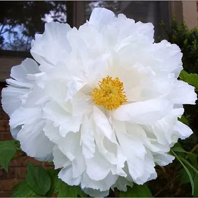 Пион БЕЛЫЙ НЕФРИТ древовидный  Пион БЕЛЫЙ НЕФРИТ древовидный в Волжском