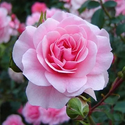 Саженцы роз БОНИКА флорибунда  Саженцы роз БОНИКА флорибунда в Волжском