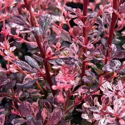 Барбарис АРЛЕКИН тунберга  Барбарис АРЛЕКИН тунберга в Волжском