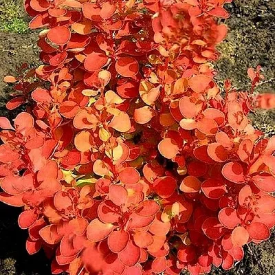 Барбарис ОРАНЖ ФАЙЕР тунберга  Барбарис ОРАНЖ ФАЙЕР тунберга в Волжском