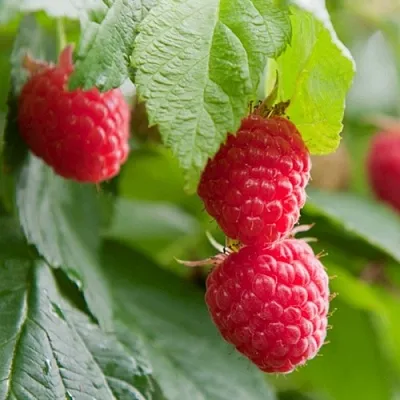 Малина МАРАВИЛЛА в Волжском