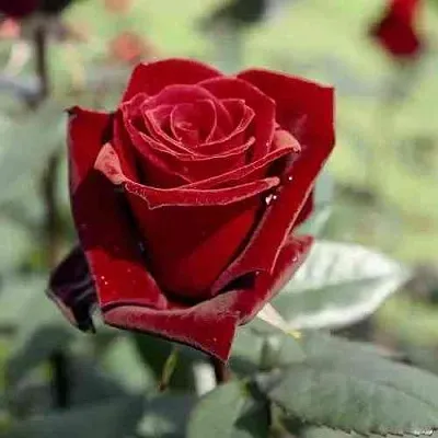 Саженцы роз ТАБУ чайно-гибридная в Волжском