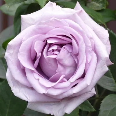 Саженцы роз ИНДИГОЛЕТТА плетистая  Саженцы роз ИНДИГОЛЕТТА плетистая в Волжском