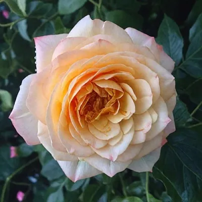 Саженцы роз АБЕЙ ДЕ СЕНТ-АМАН шраб  Саженцы роз АБЕЙ ДЕ СЕНТ-АМАН шраб в Волжском