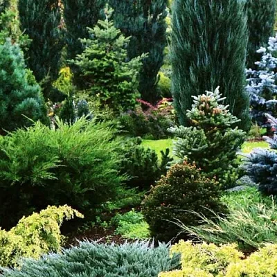 Хвойные растения в Волжском