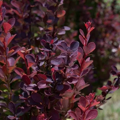 Барбарис ХЕЛМОНД ПИЛЛАР тунберга  Барбарис ХЕЛМОНД ПИЛЛАР тунберга в Волжском