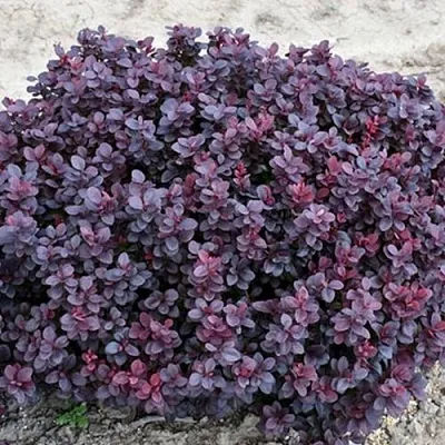 Барбарис КОНКОРД тунберга  Барбарис КОНКОРД тунберга в Волжском