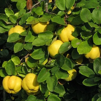 Айва в Волжском